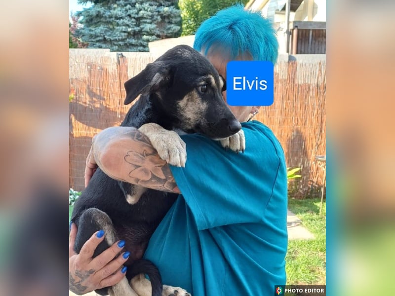 Elvis, kleiner Charmeur sucht großes Glück, PS in 15741 Bestensee