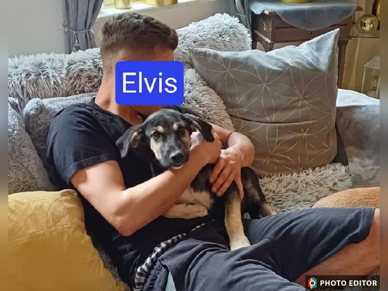 Elvis, ein Herzensbrecher sucht seine Familie, PS in 15741 Bestensee