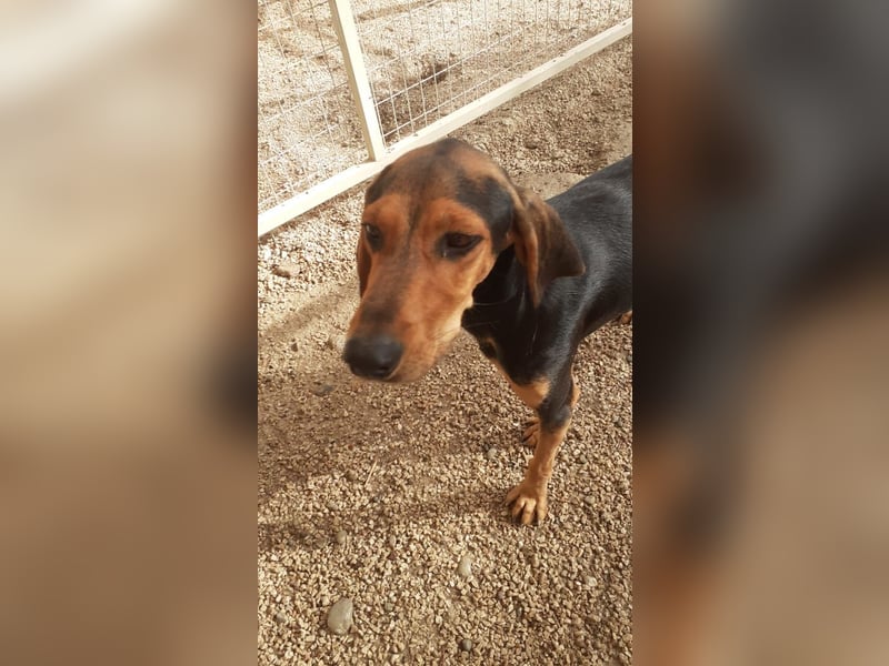 Brackenmix Rüde RIK (2 Jahre) sucht eine Familie!
