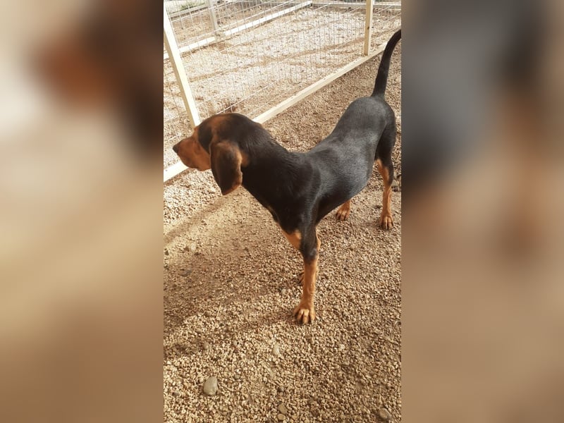 Brackenmix Rüde RIK (2 Jahre) sucht eine Familie!