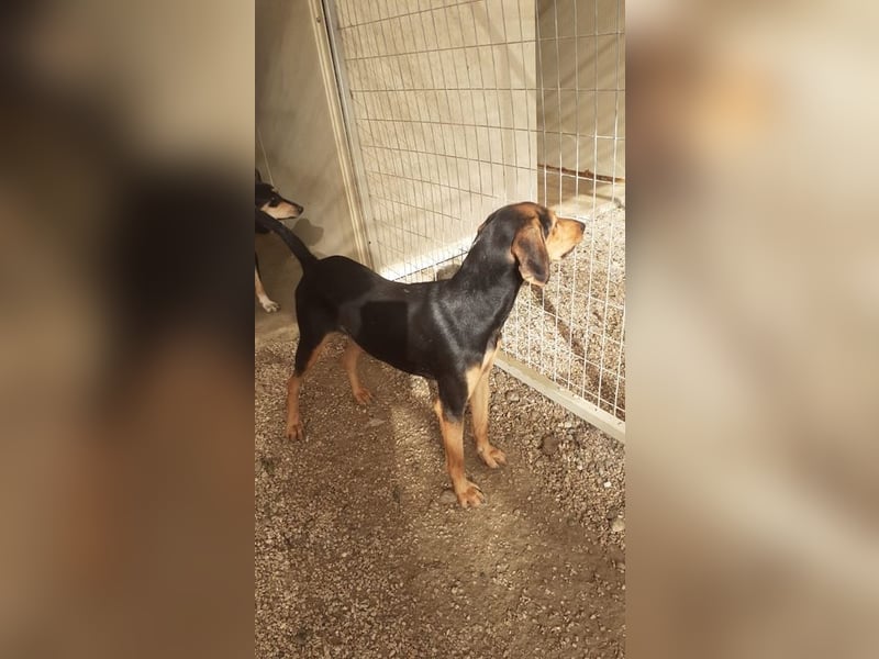 Brackenmix Rüde RIK (2 Jahre) sucht eine Familie!
