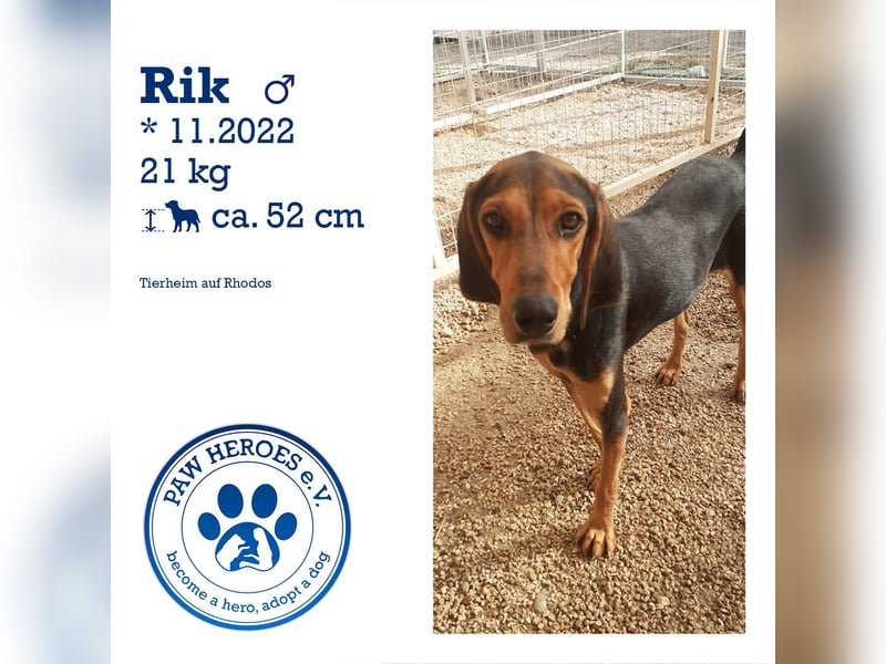 Brackenmix Rüde RIK (2 Jahre) sucht eine Familie!