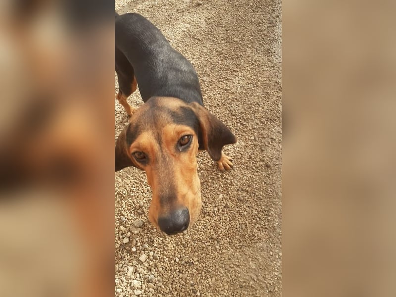 Brackenmix Rüde RIK (2 Jahre) sucht eine Familie!