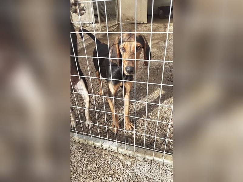Brackenmix Rüde RIK (2 Jahre) sucht eine Familie!