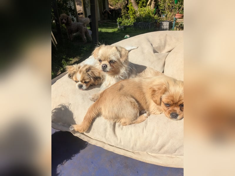 Welpe Traumhund, erzogen, sozialisiert, tolle Gene, schmusig, anhänglich, zauberhaft, Familienhund