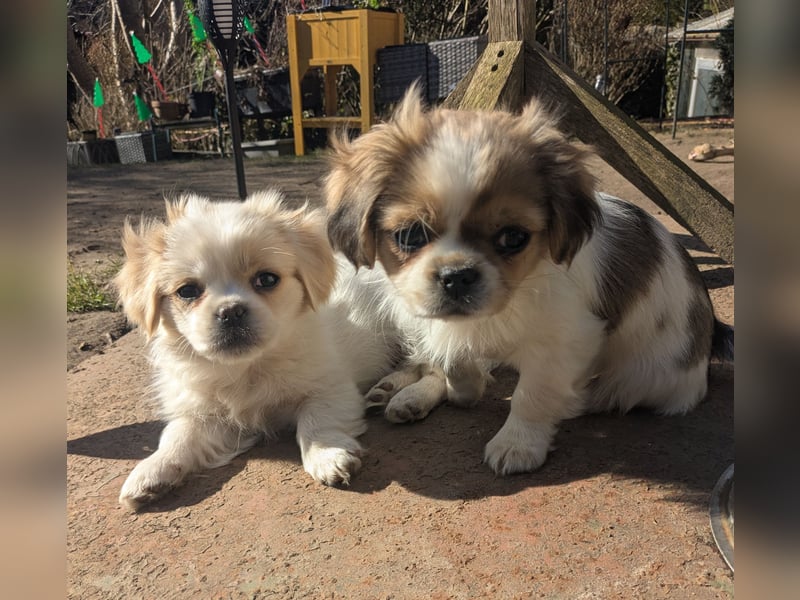 Welpe Traumhund, erzogen, sozialisiert, tolle Gene, schmusig, anhänglich, zauberhaft, Familienhund
