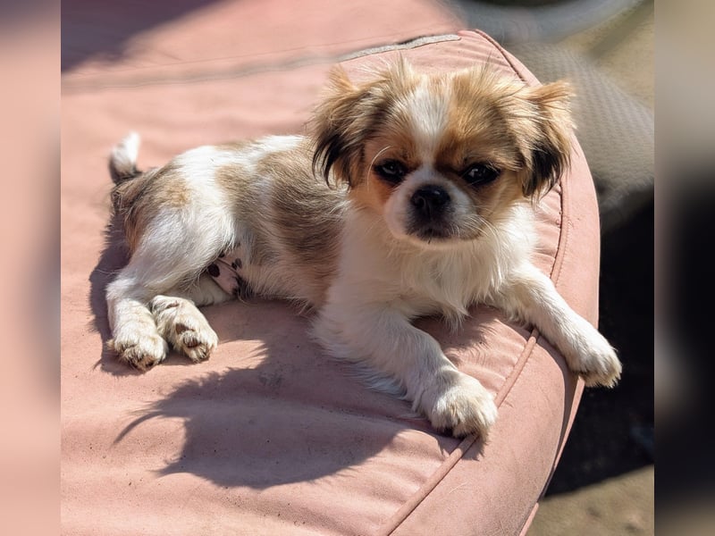 Welpe Traumhund, erzogen, sozialisiert, tolle Gene, schmusig, anhänglich, zauberhaft, Familienhund