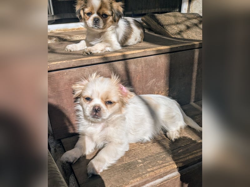 Welpe Traumhund, erzogen, sozialisiert, tolle Gene, schmusig, anhänglich, zauberhaft, Familienhund