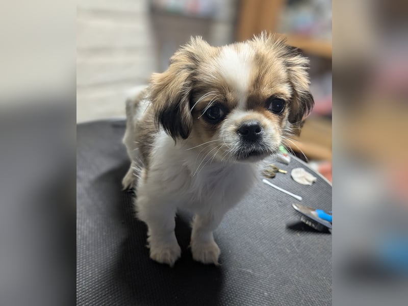 Welpe Traumhund, erzogen, sozialisiert, tolle Gene, schmusig, anhänglich, zauberhaft, Familienhund