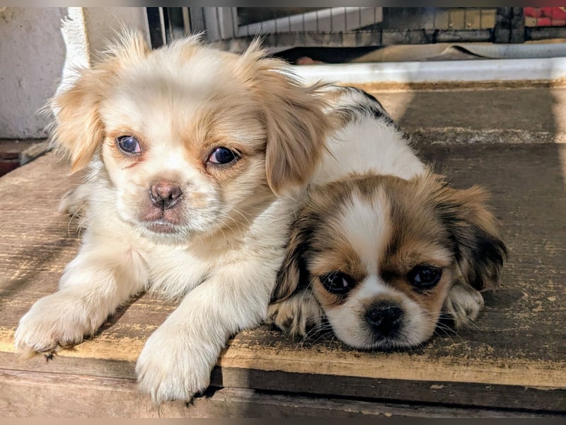 Welpe Traumhund, erzogen, sozialisiert, tolle Gene, schmusig, anhänglich, zauberhaft, Familienhund