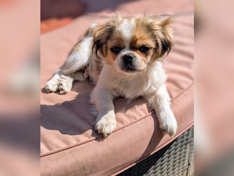Welpe Traumhund, erzogen, sozialisiert, tolle Gene, schmusig, anhänglich, zauberhaft, Familienhund