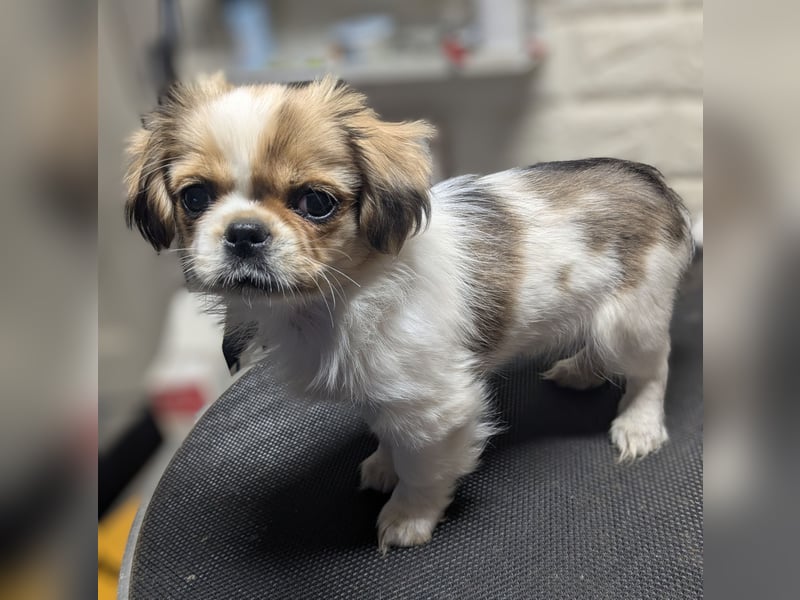 Welpe Traumhund, erzogen, sozialisiert, tolle Gene, schmusig, anhänglich, zauberhaft, Familienhund