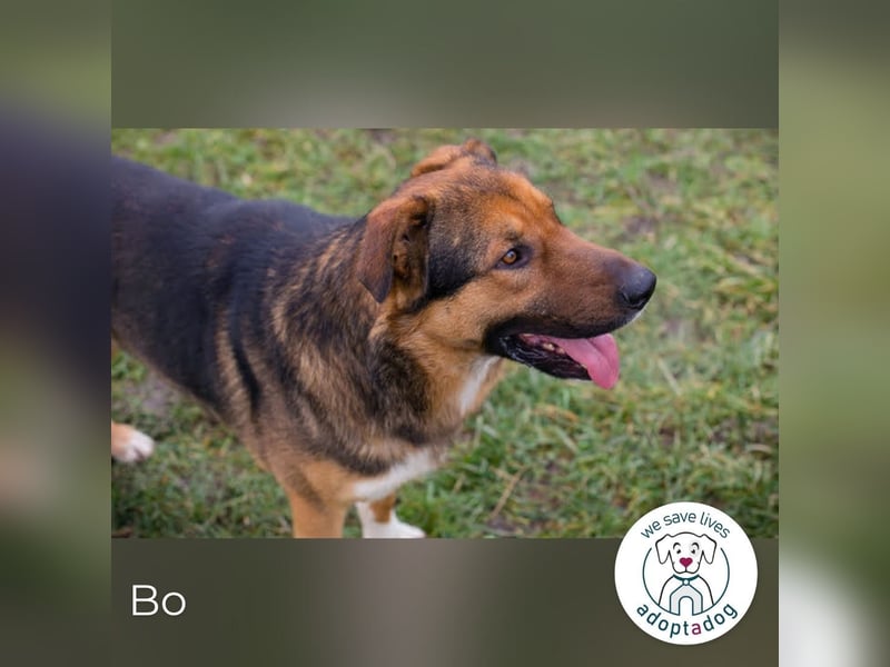 Bo: Der Neugierige