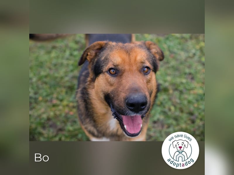 Bo: Der Neugierige