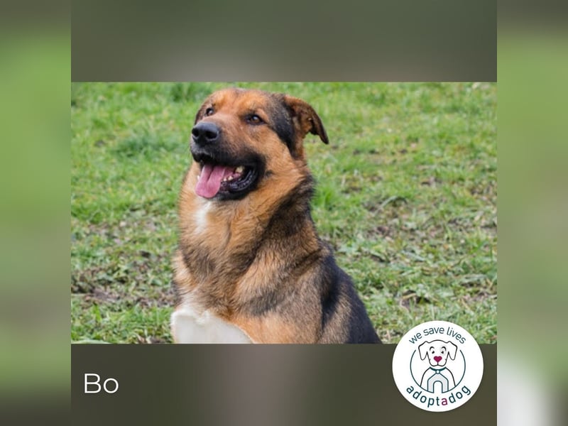 Bo: Der Neugierige