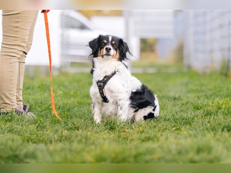 Buddy sucht dringend Pflegestelle oder Zuhause