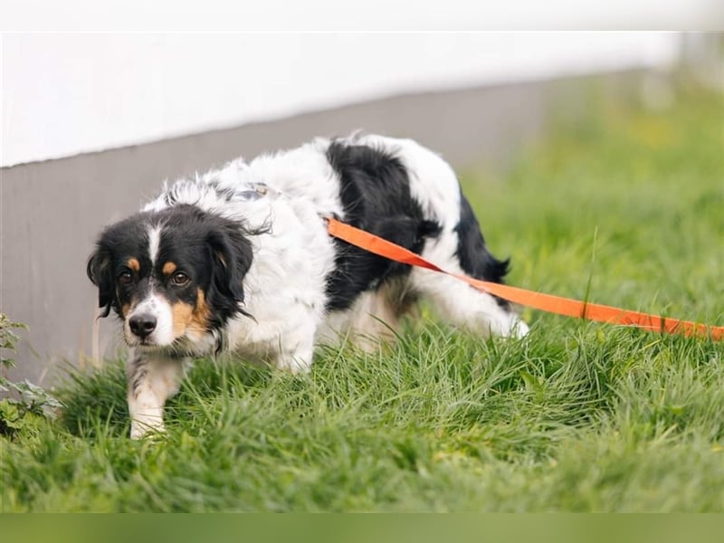 Buddy sucht dringend Pflegestelle oder Zuhause