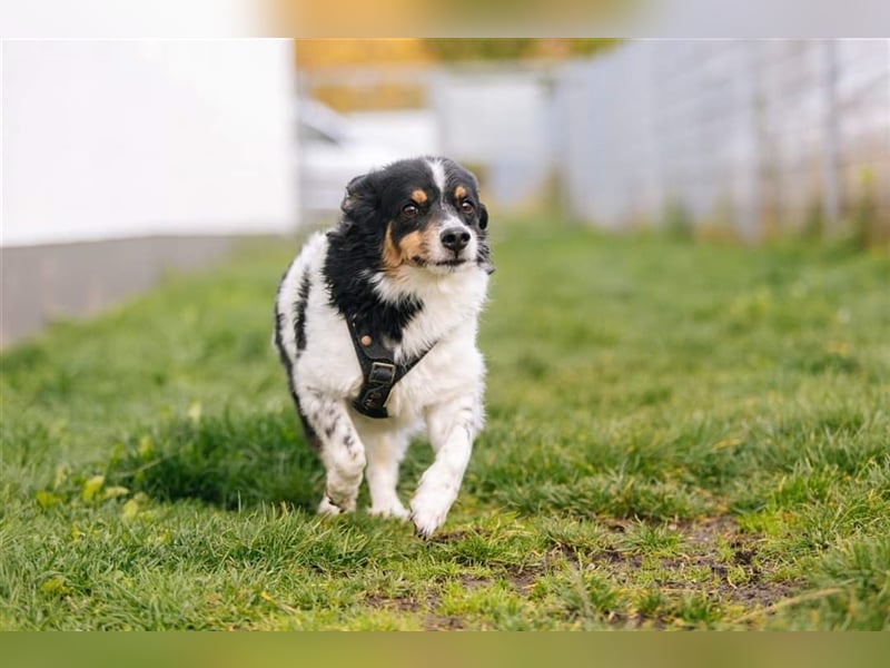 Buddy sucht dringend Pflegestelle oder Zuhause
