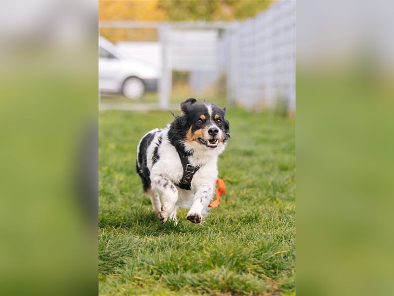 Buddy sucht dringend Pflegestelle oder Zuhause