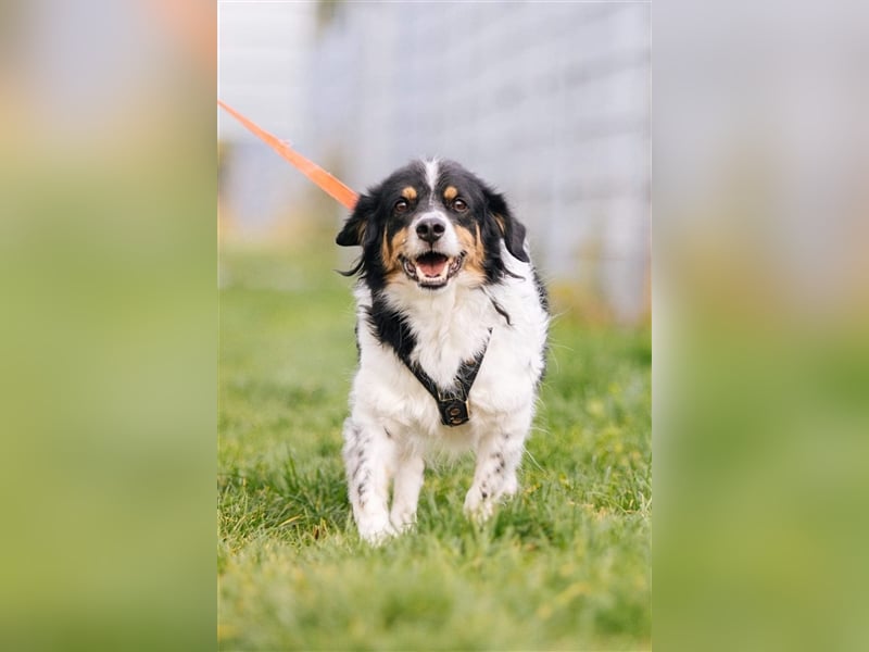 Buddy sucht dringend Pflegestelle oder Zuhause