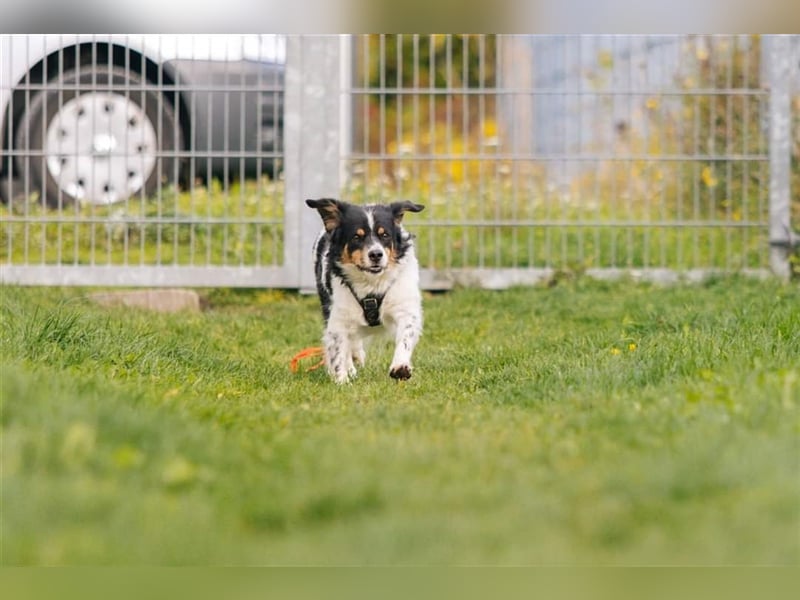 Buddy sucht dringend Pflegestelle oder Zuhause