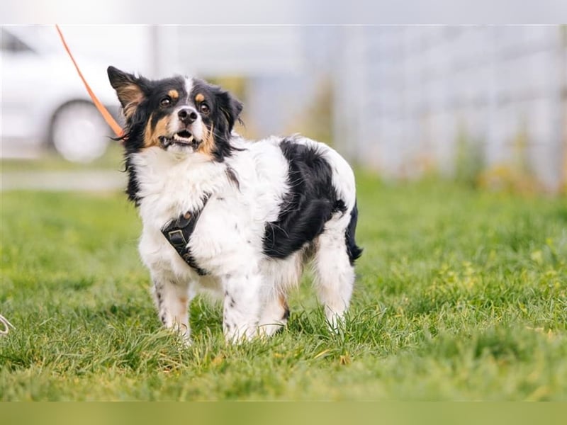 Buddy sucht dringend Pflegestelle oder Zuhause