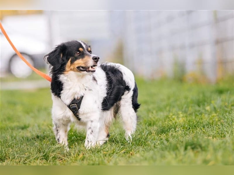 Buddy sucht dringend Pflegestelle oder Zuhause