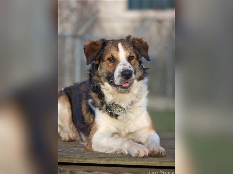 Boomer sucht seine Menschen