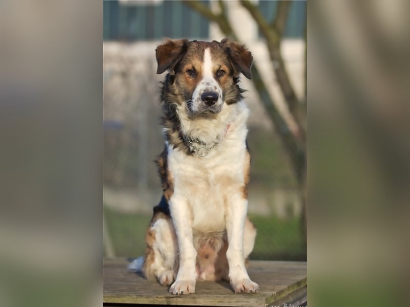 Boomer sucht seine Menschen