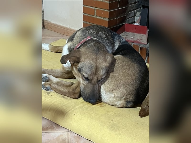 Papi- hübscher und drolliger Mix  sucht zu Hause