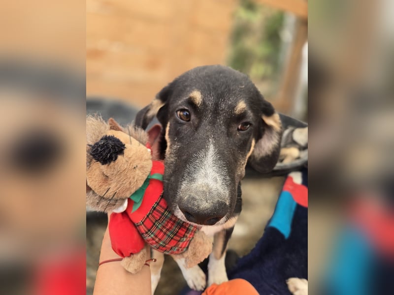 Fiete - aufgeweckter Hundejunge