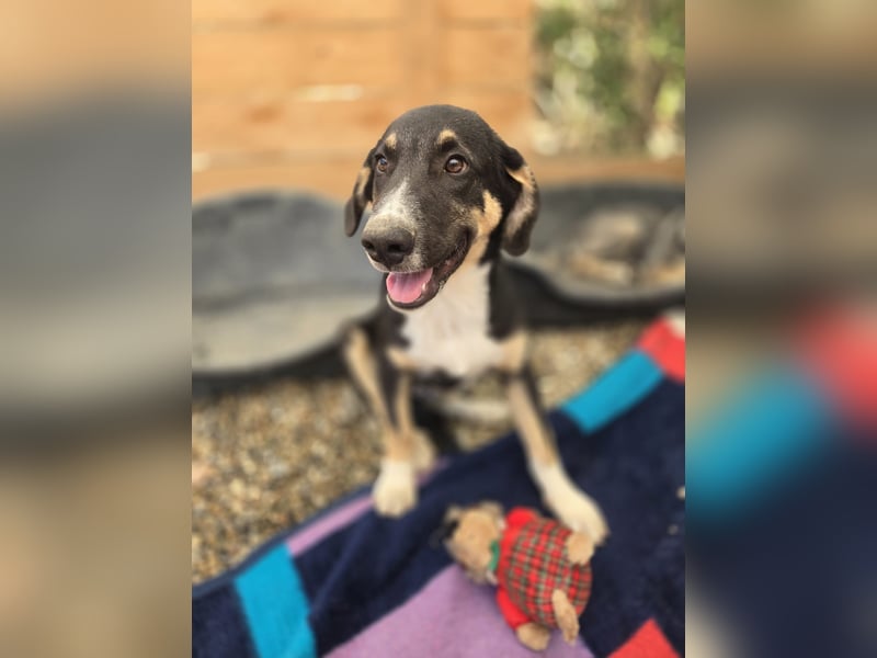 Fiete - aufgeweckter Hundejunge