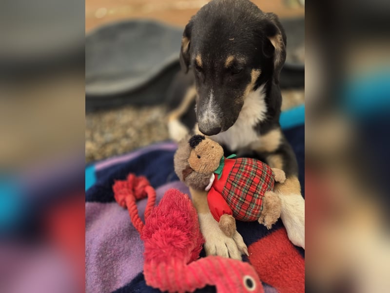 Fiete - aufgeweckter Hundejunge