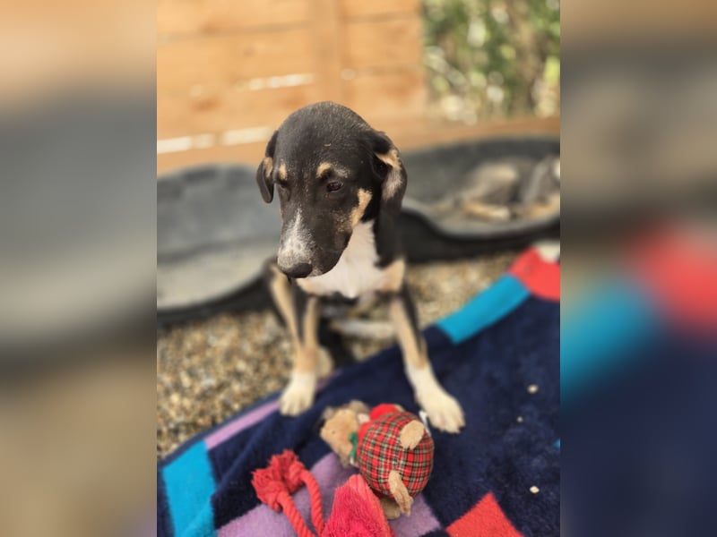 Fiete - aufgeweckter Hundejunge