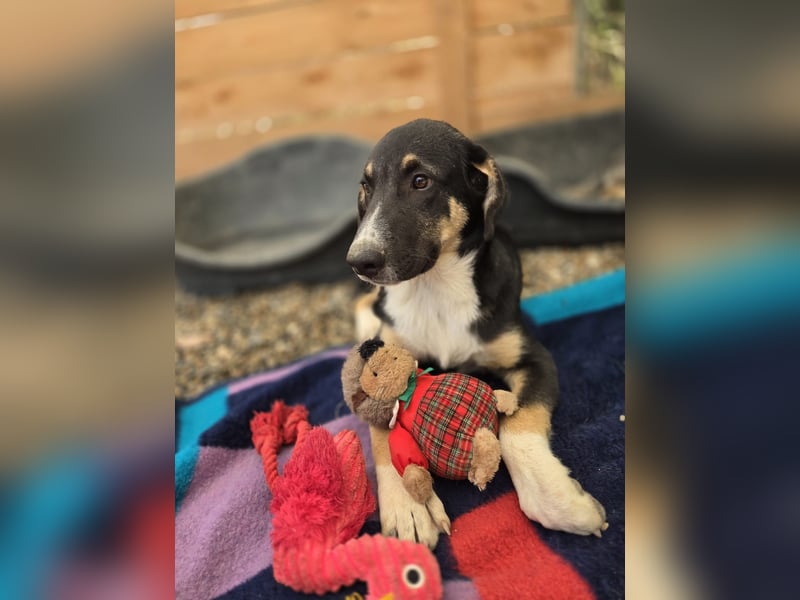 Fiete - aufgeweckter Hundejunge