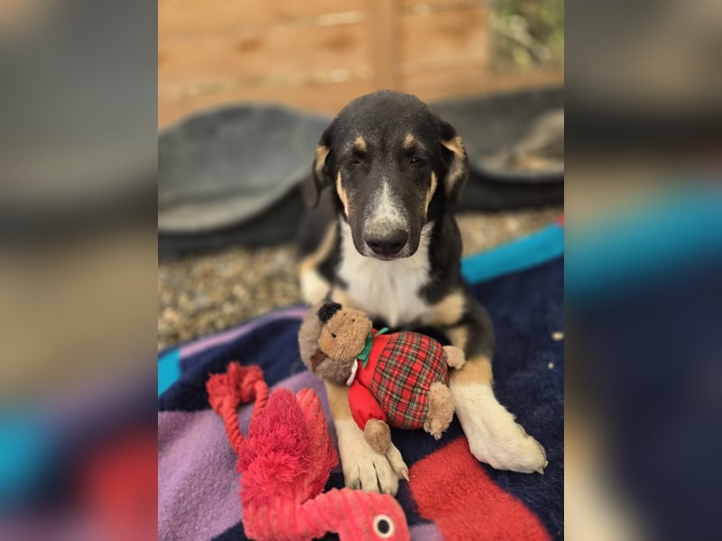 Fiete - aufgeweckter Hundejunge