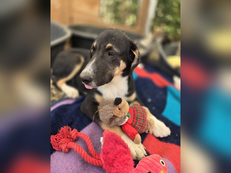 Fiete - aufgeweckter Hundejunge