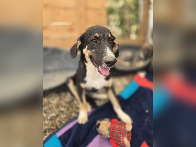 Fiete - aufgeweckter Hundejunge