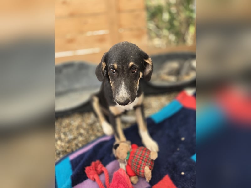 Fiete - aufgeweckter Hundejunge