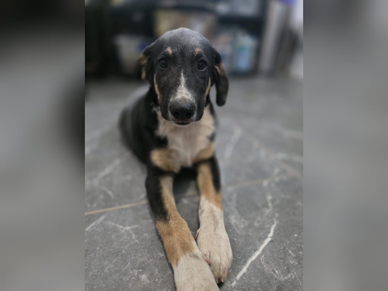 Fiete - aufgeweckter Hundejunge