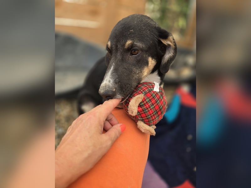 Fiete - aufgeweckter Hundejunge