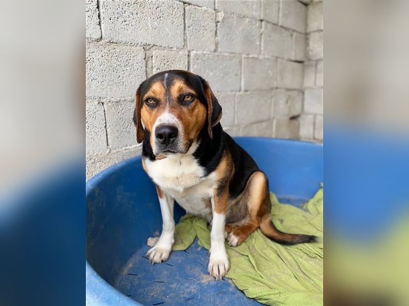 Tamino möchte gefallen und sucht ein wundervolles Zuhause!