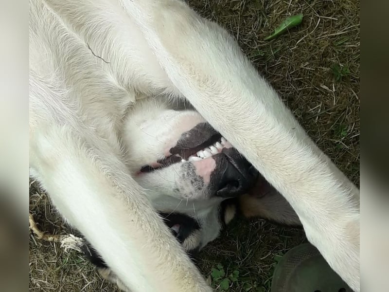 Frodo, bereits auf PS in DE, ist ein echter Hingucker und sucht ein wundervolles Zuhause!