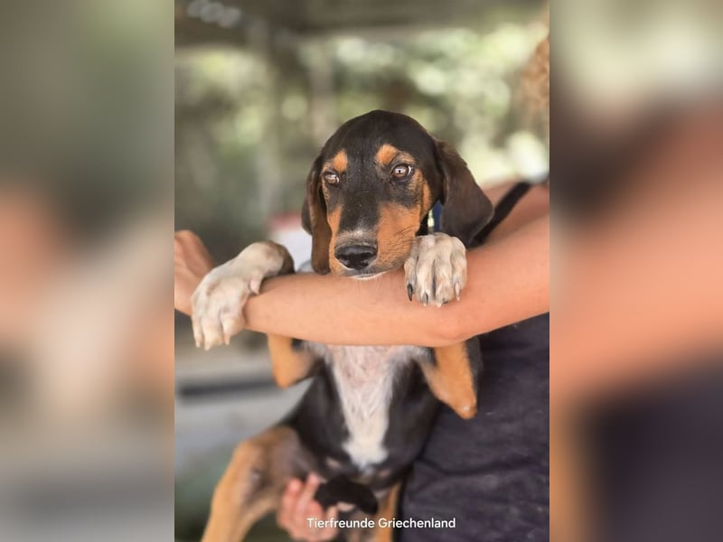 Timmi – neugieriger Entdecker sucht sein Zuhause