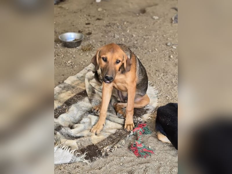 Terry ist aufgeschlossen und neugierig, auf der Suche nach einer tollen Familie!