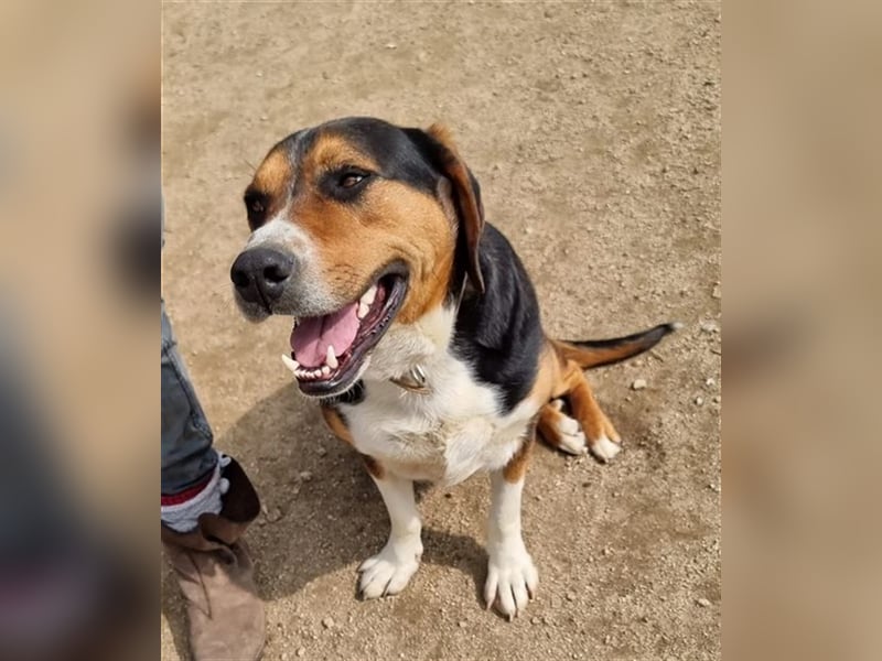 Tamino möchte gefallen und sucht ein wundervolles Zuhause!
