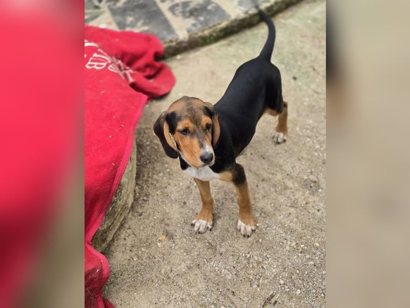 Filou sucht wundervolles Zuhause für immer!
