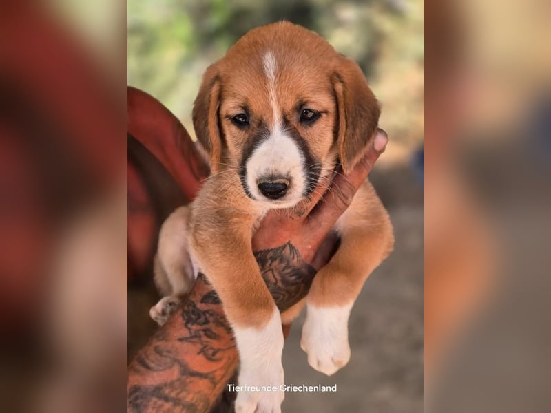  Hennes – sanftes Hundekind möchte ankommen