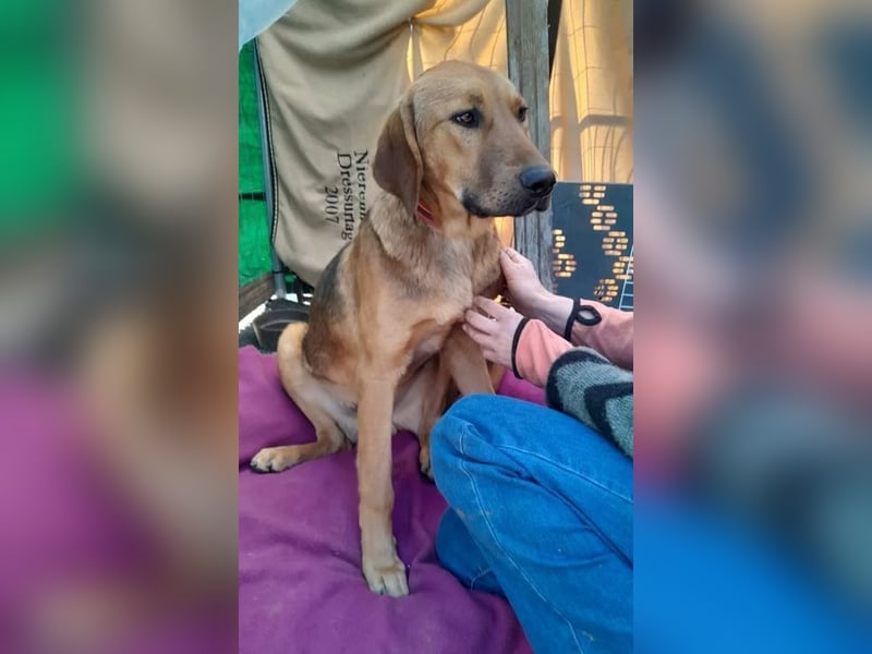 Terry ist aufgeschlossen und neugierig, auf der Suche nach einer tollen Familie!