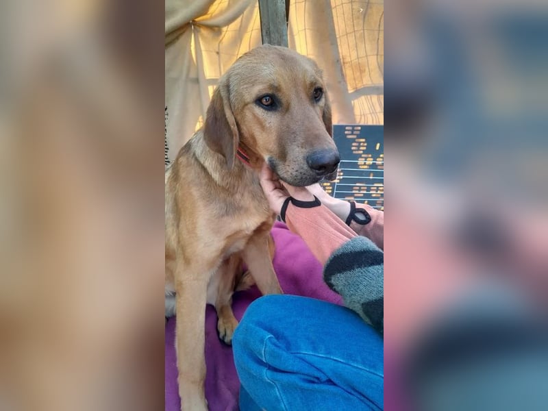 Terry ist aufgeschlossen und neugierig, auf der Suche nach einer tollen Familie!